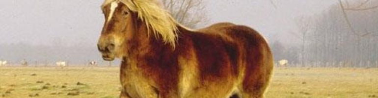 Битюг — русская порода тяжеловозных лошадей