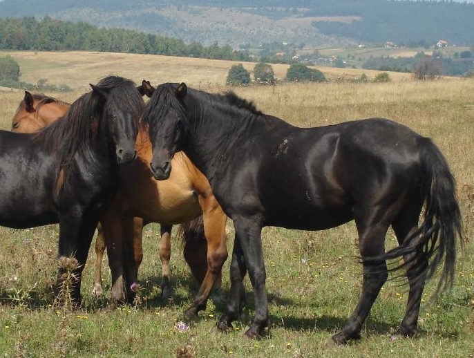 Боснийская горная лошадь, фото