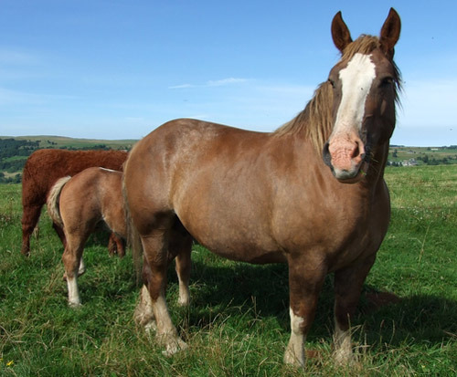Бретонская лошадь, фото