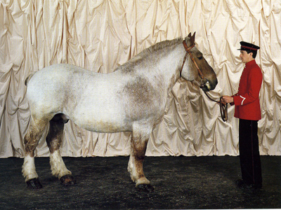 Бретонская тяжеловозная лошадь, фото