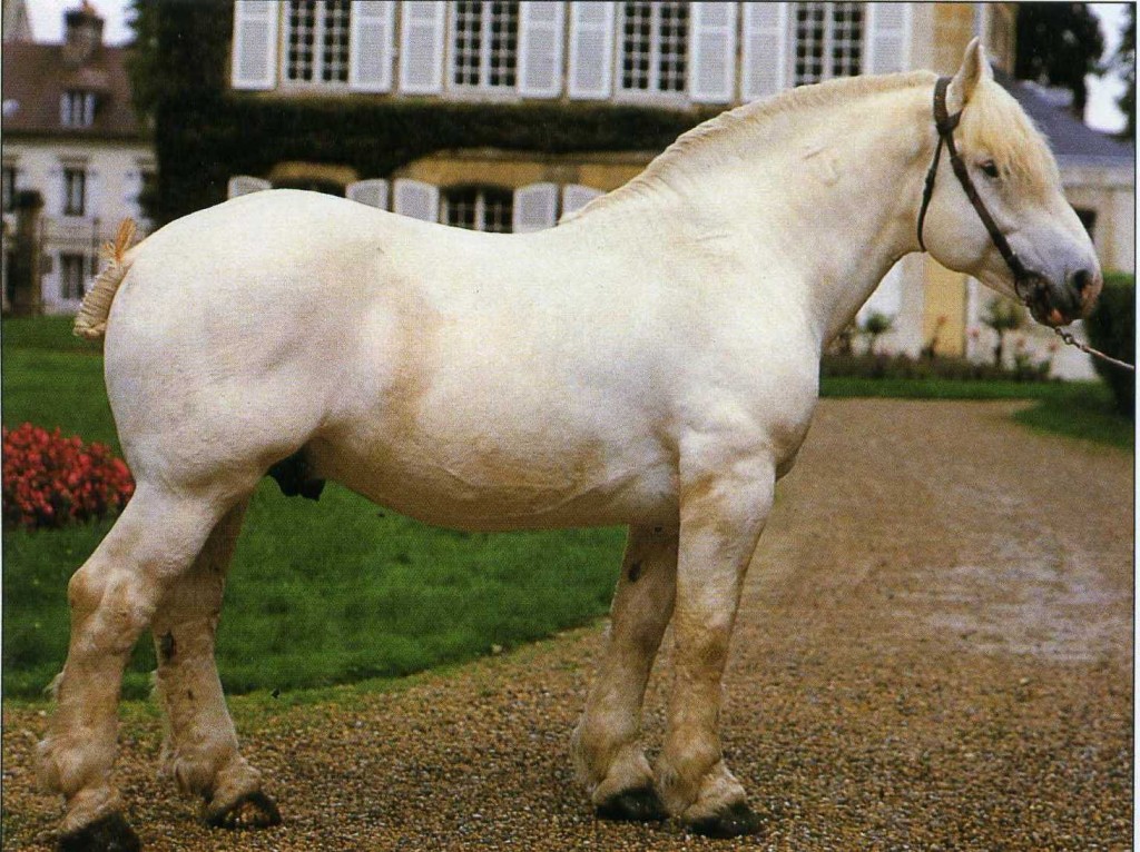 Булонская лошадь, фото