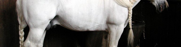 Булонская порода лошадей, фото