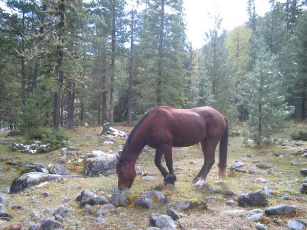 Бурятская лошадь, фото