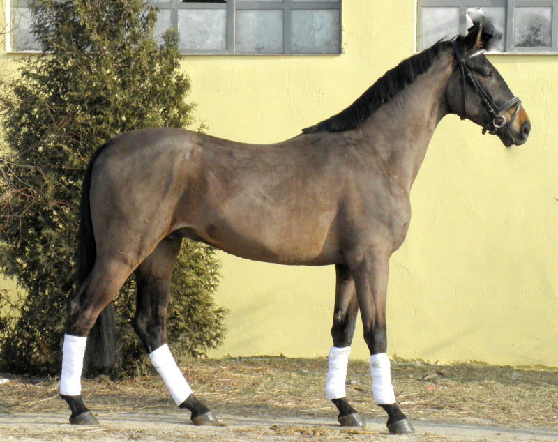 Великопольская лошадь, фото