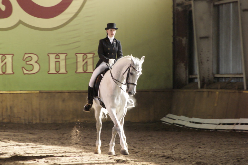 Венгерская теплокровная лошадь с наездником, фото