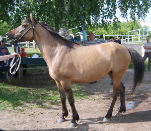 Вятская лошадь (Вятка), фото