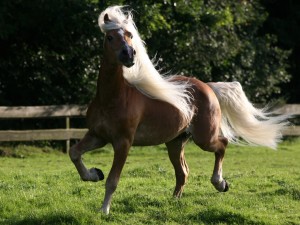 Гафлингерская лошадь (гафлингер), фото