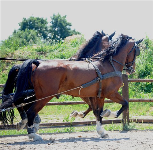 Гельдерлендская лошадь (гелдерландер) на ходу, фото