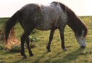 Боснийский пони или горная лошадь