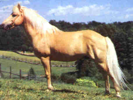 Готландский пони, фото