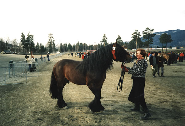 Гудбрансдальская упряжная лошадь с хозяином, фото