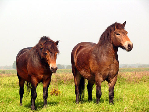 Гуцульские пони, фото
