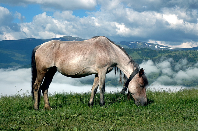 Гуцульский пони или гуцул, фото
