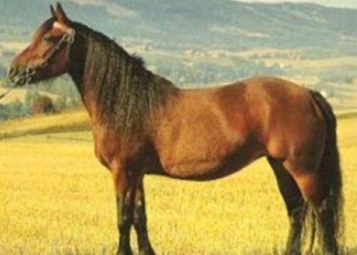 Доле гудбрандсдал (дольская лошадь), фото