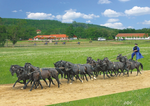 Дунайская порода лошадей в упряжке, фото