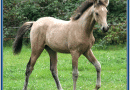 Немецкая рысистая порода лошади