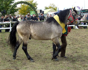 Жмудская лошадь, фото