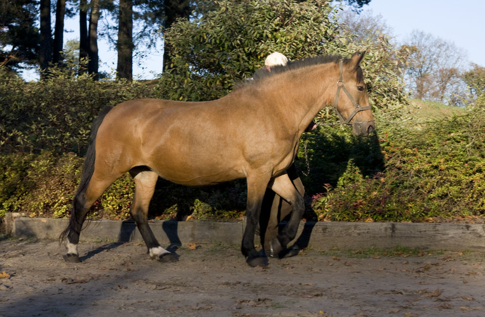 Жмудская порода лошадей с хозяином, фото