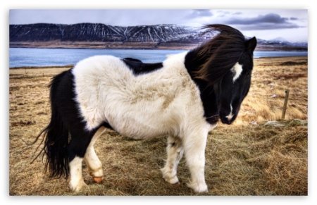 Исландский пони, фото