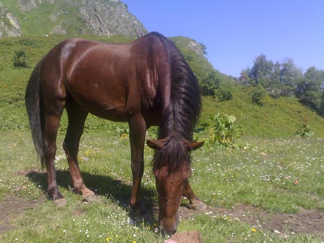 Каспийская лошадь, фото