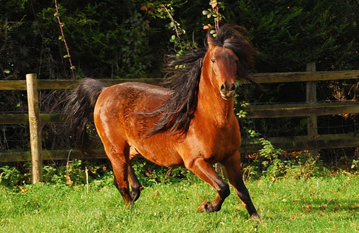 Каспийская порода лошадей, фото