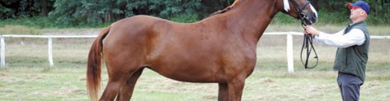 Кишбери фелвер — порода лошади
