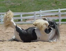 Лошади породы клейдесдаль (шотландский тяжеловоз)