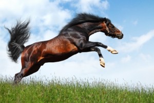 Кливлендская гнедая порода лошадей, фото
