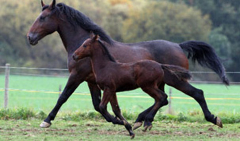 Кливлендская гнедая порода лошадей с жеребенком, фото