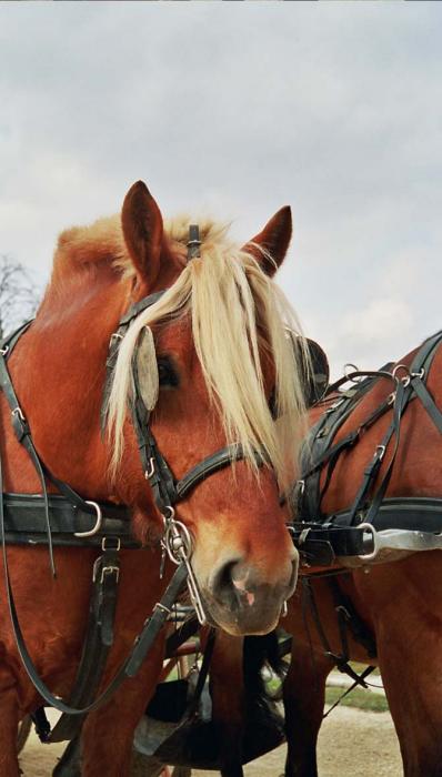 Комтойская тяжелоупряжная лошадь, фото