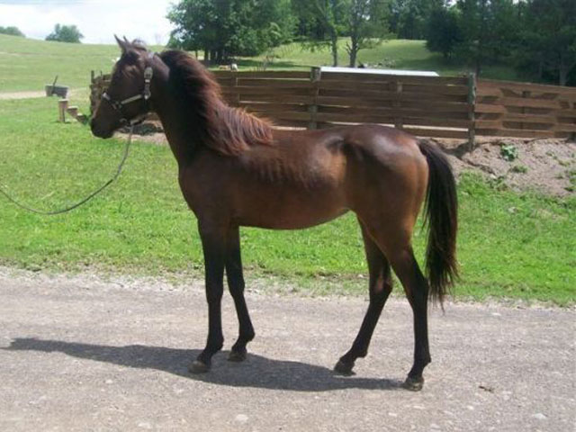 Красивая лошадь породы мораб, фото