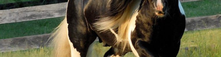 Порода лошадей нормандский коб