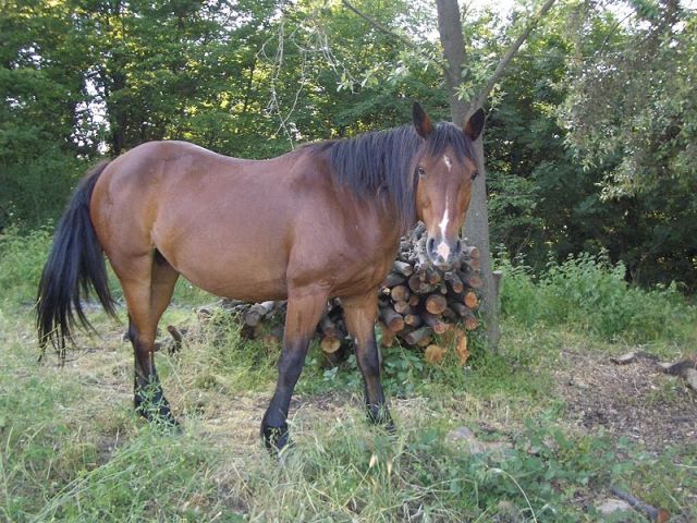 Креольская порода лошадей (криолло), фото
