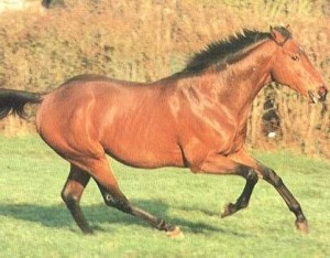 Кузнецкая лошадь на бегу, фото
