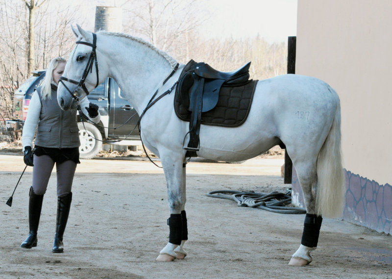 Липпицанская лошадь в седле, фото