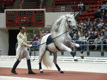 Липпицанская лошадь, фото