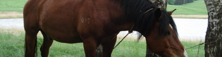 Литовский тяжеловоз — породы лошади