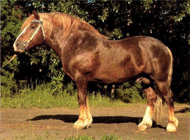 Литовский тяжеловозный конь, фото