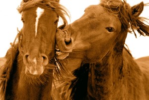Лошади породы Сэйбл айленд, фото