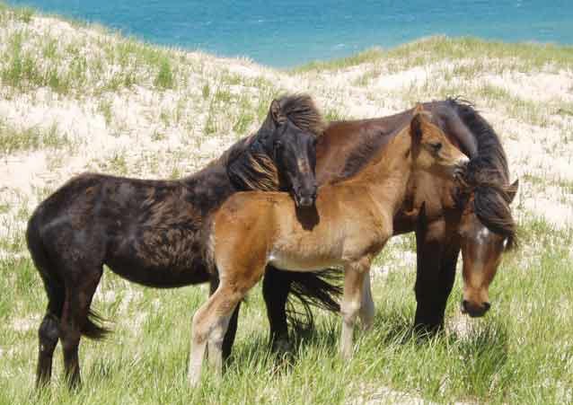 Лошади породы Сэйбл айленд стоящие на ветру, фото