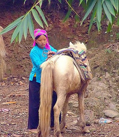 Лошади породы вьетнамский хмонг, фото
