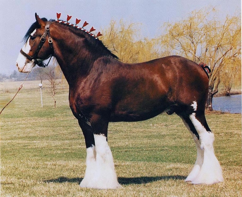 Лошадь породы клейдесдаль, фото