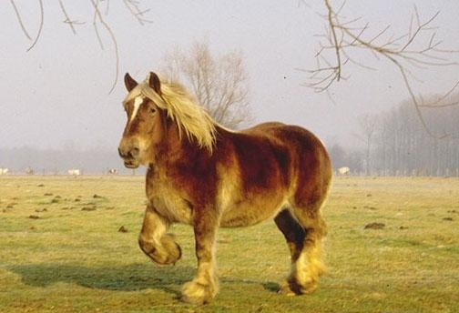 Лошадь Битюг, фото