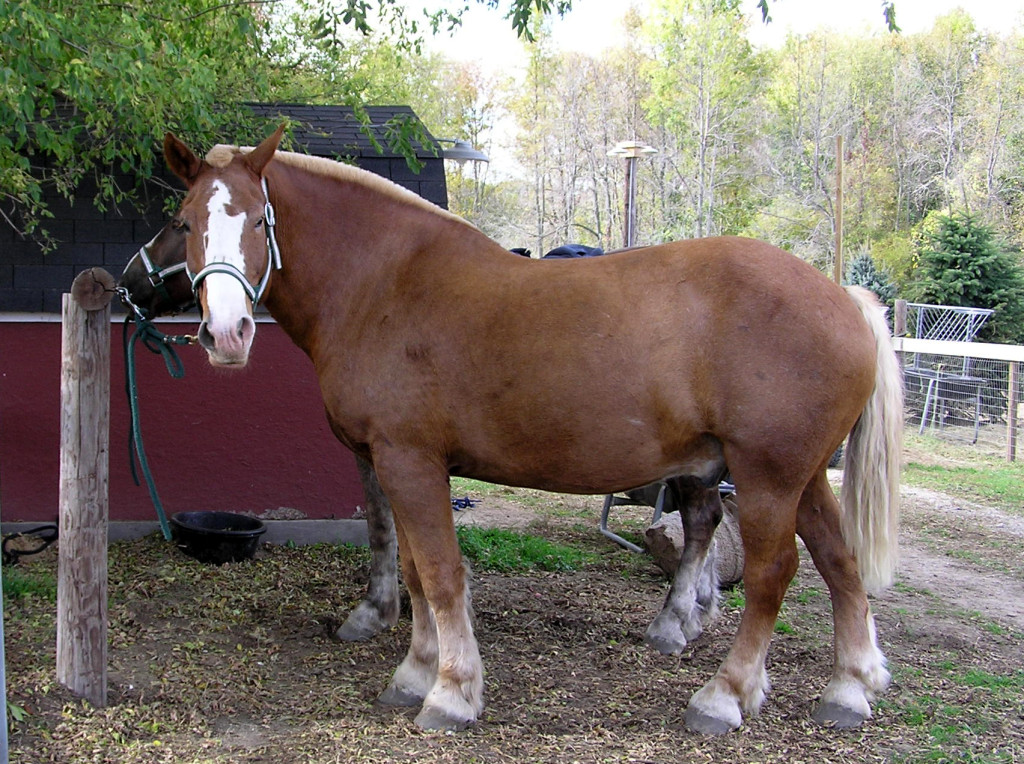 Лошадь Брабансон, фото