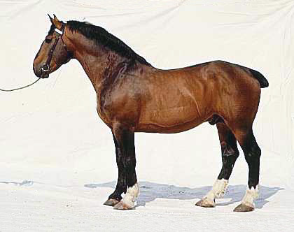 Лошадь нормандский коб, фото