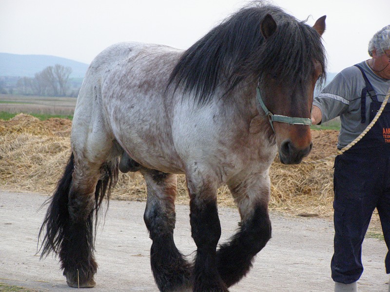 Лошадь породы Брабансон, фото