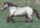 Лошади породы Пуату