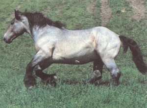 Лошадь породы Пуату, фото