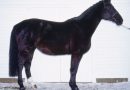Ринская упряжная порода лошадей (ринеландер)