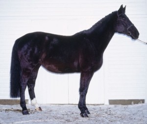 Лошадь породы Ринеландер, фото